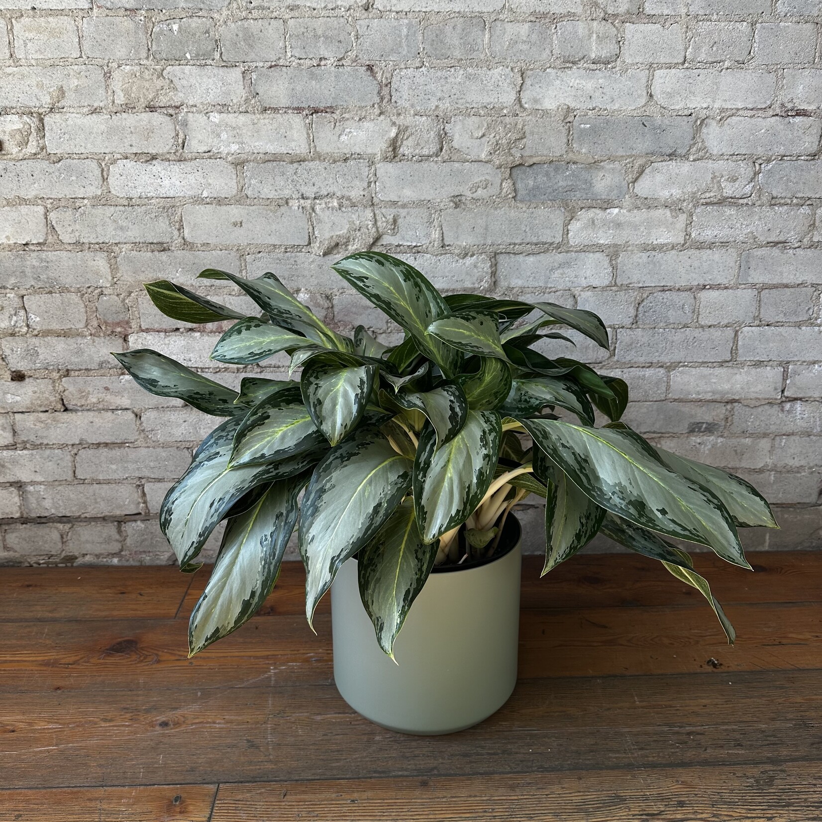 Aglaonema Golden Bay 10"