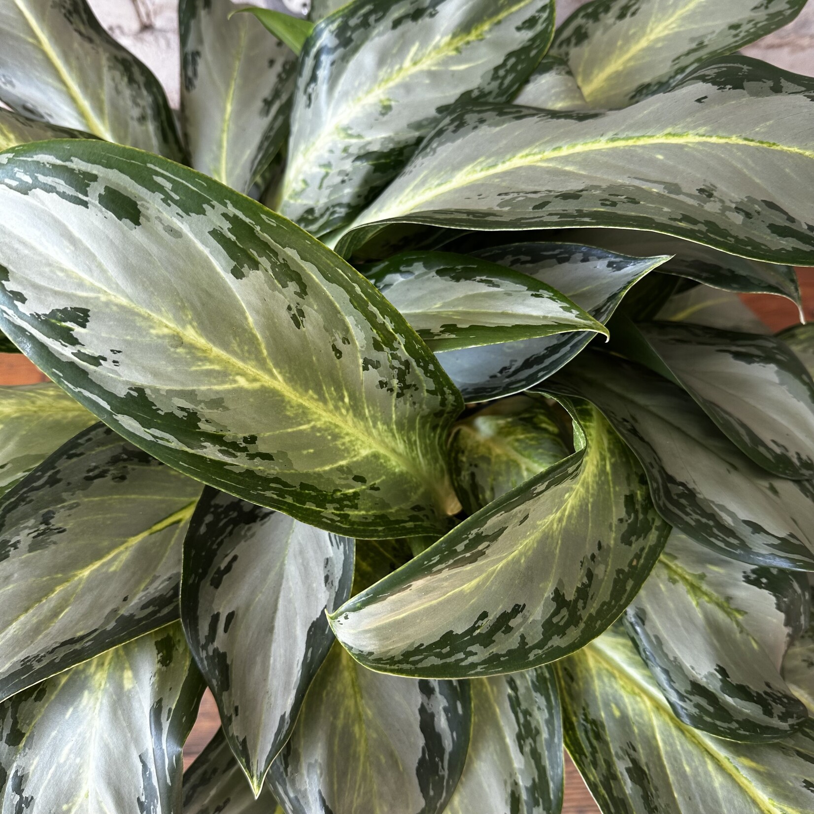 Aglaonema Golden Bay 10"