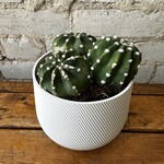 Cactus Cluster 'D' 5"