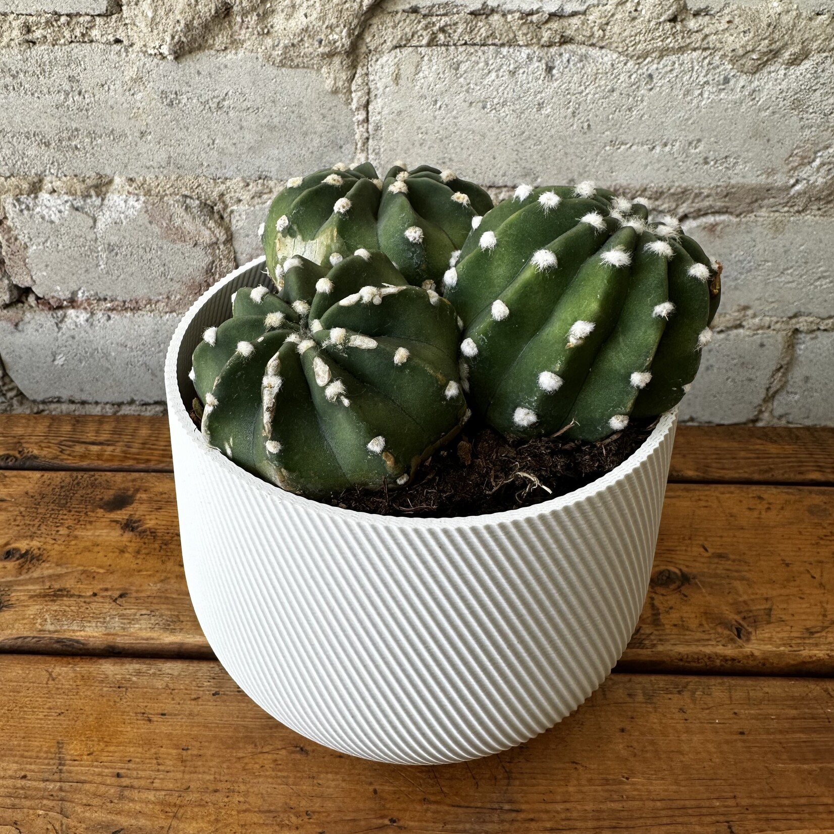 Cactus Cluster 'D' 5"