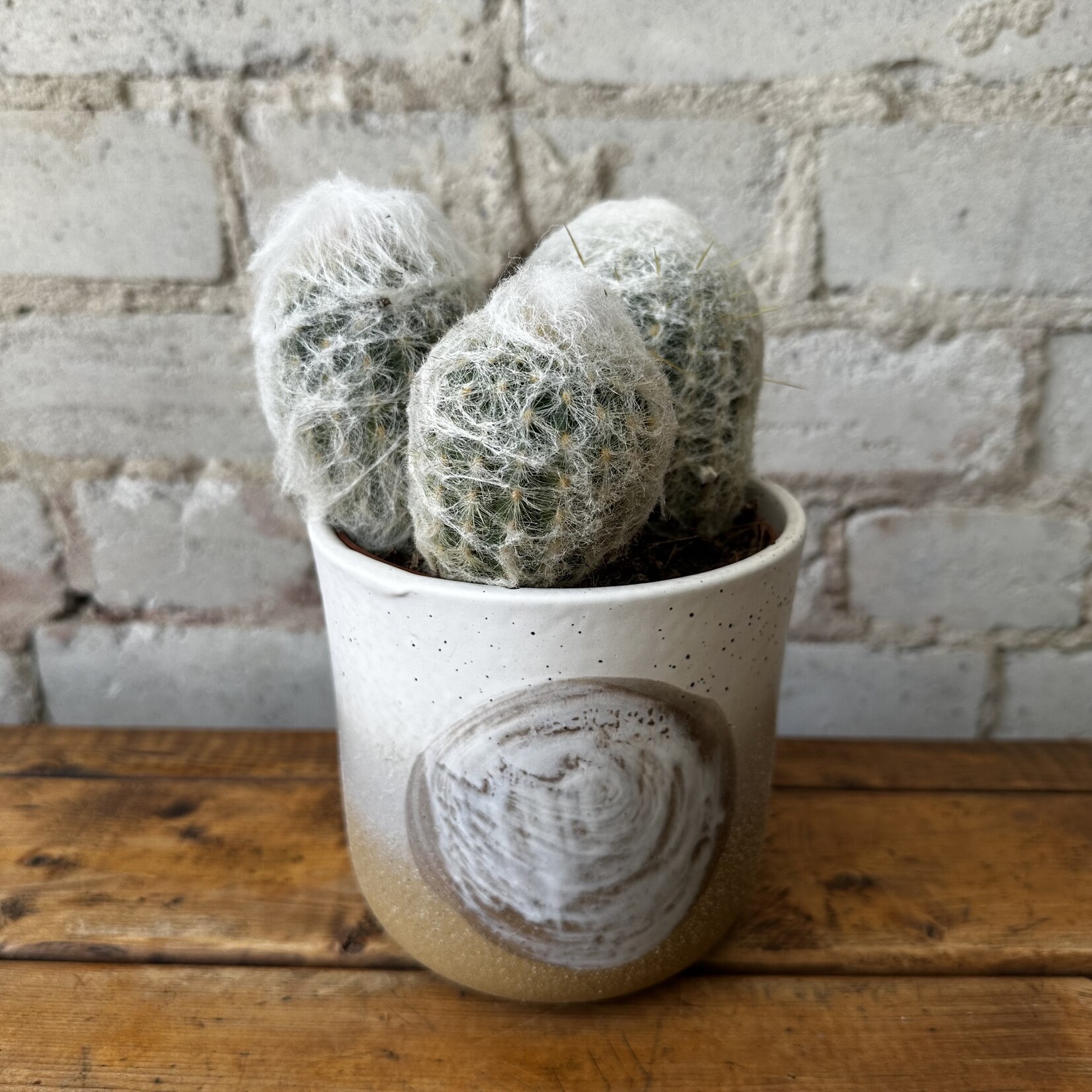Cactus Cluster 'C' 5"
