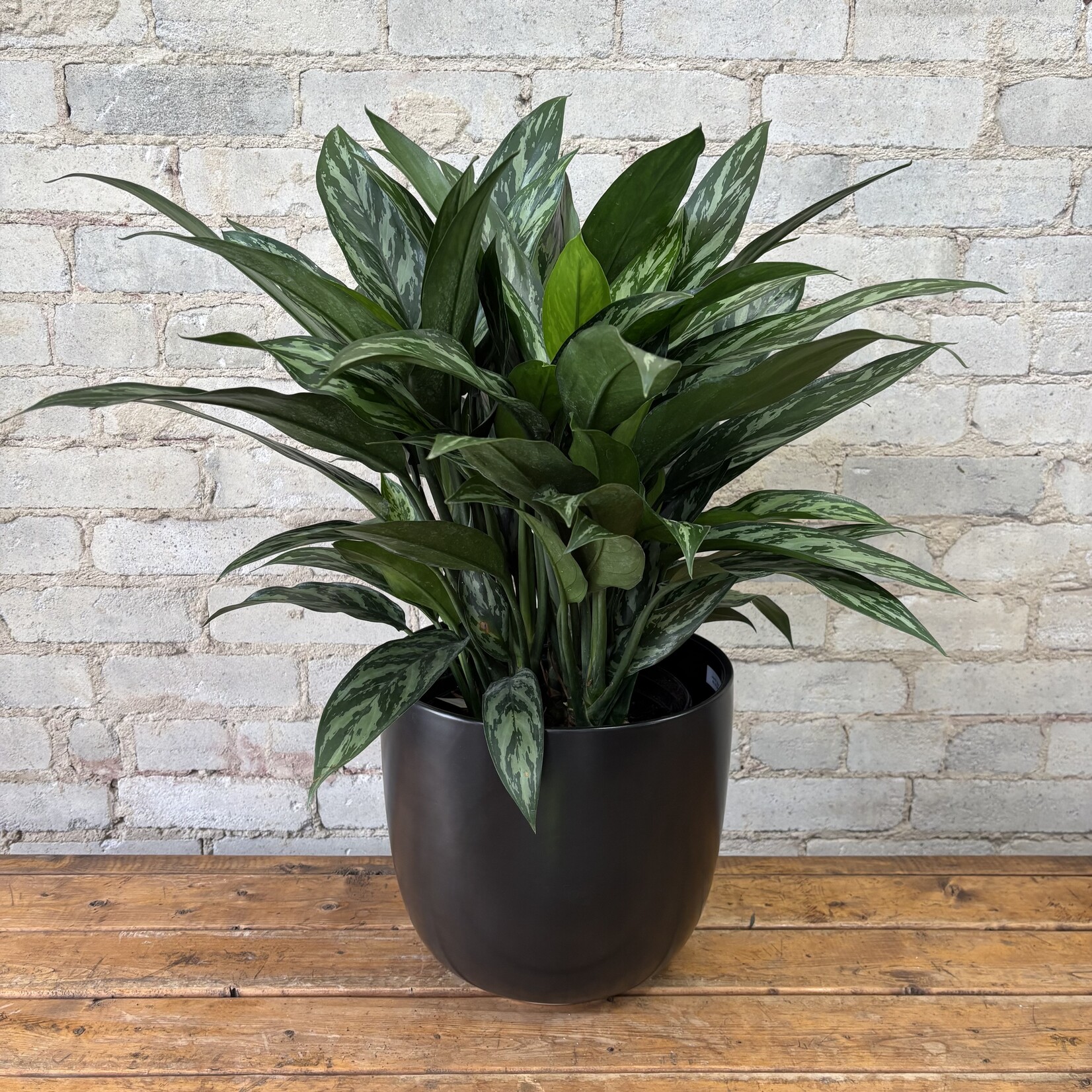 Aglaonema Tigress 8"