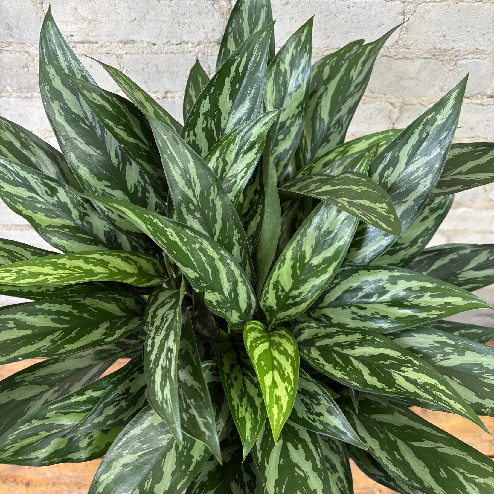 Aglaonema Tigress 8"