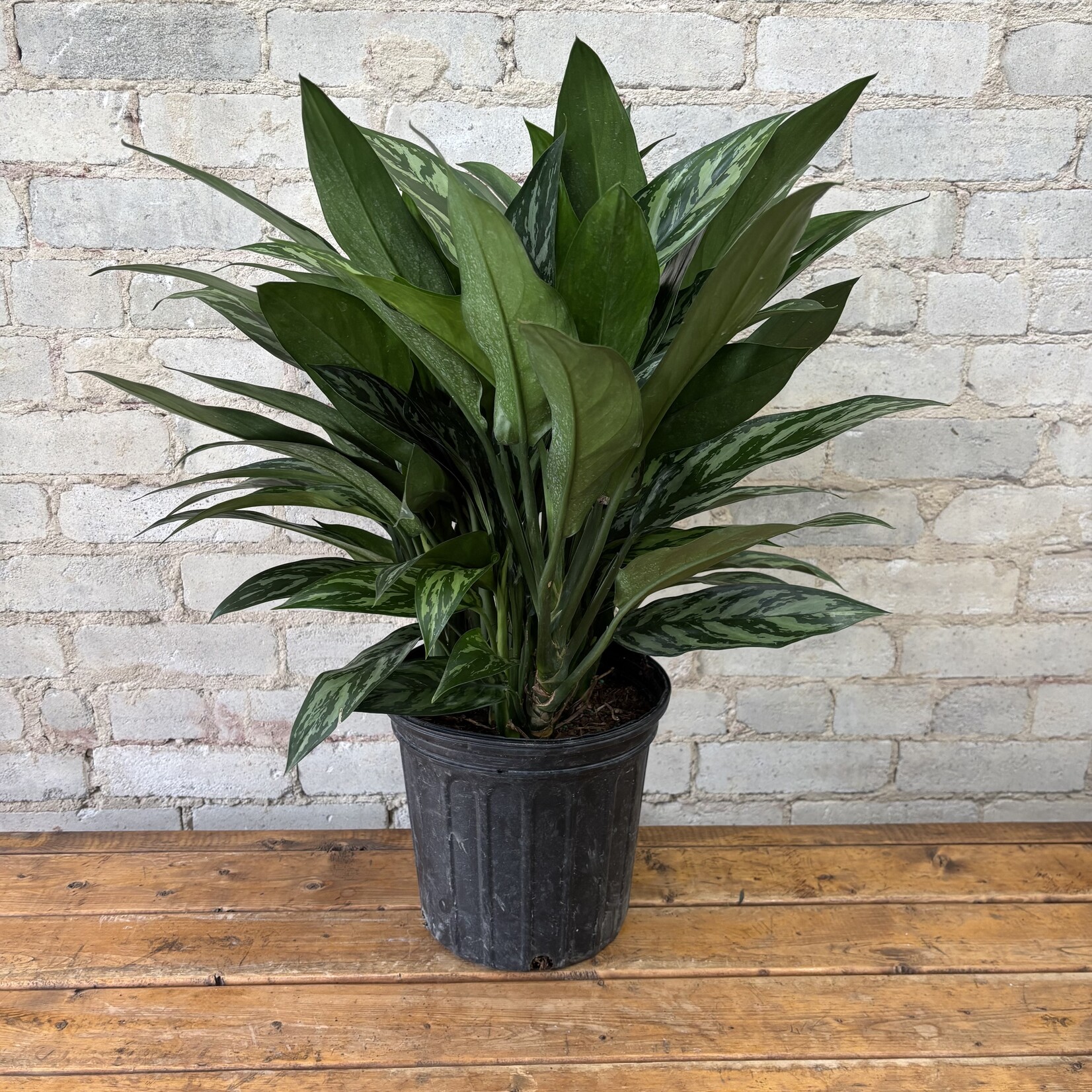 Aglaonema Tigress 8"
