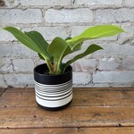 Philodendron Moonlight 4"