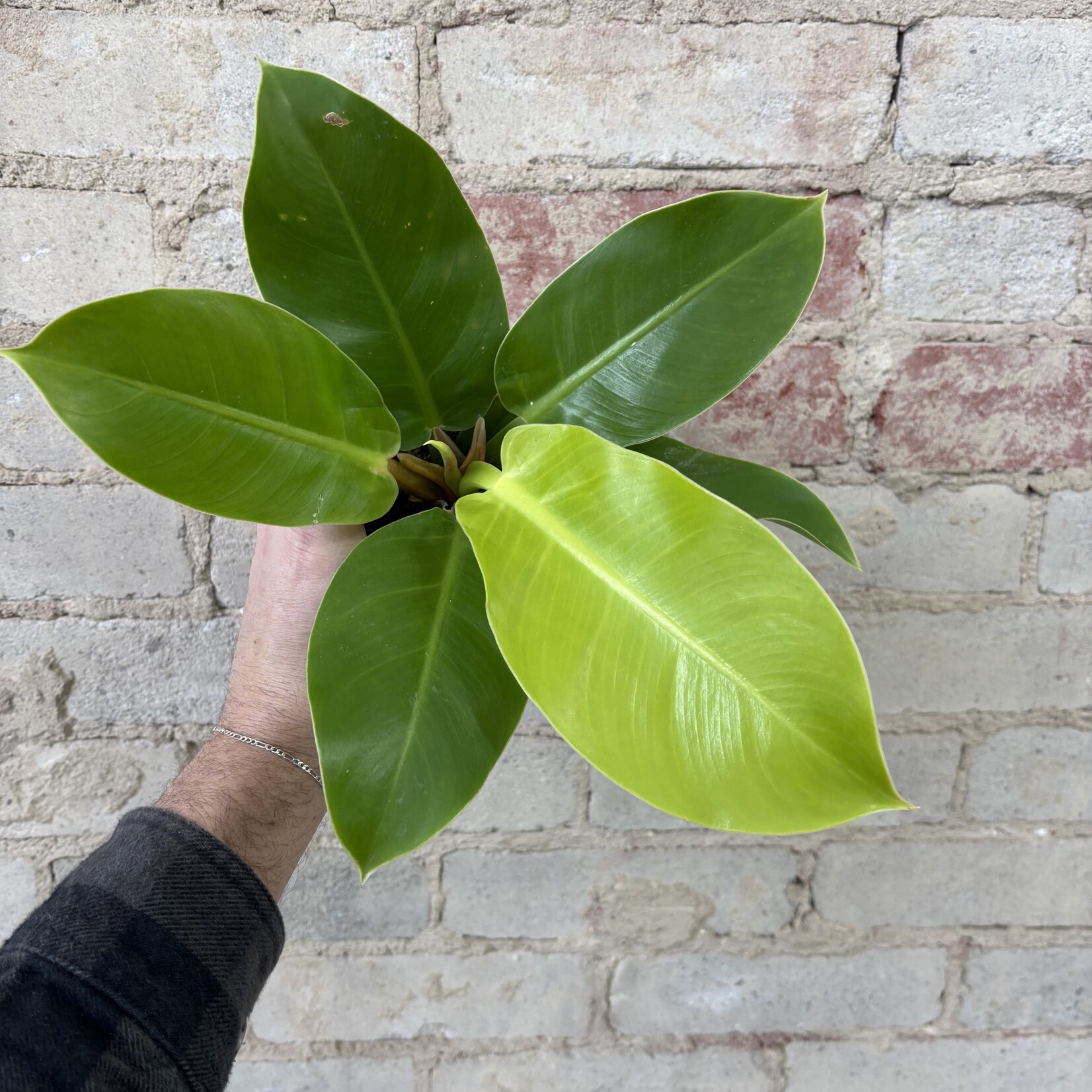 Philodendron Moonlight 4"