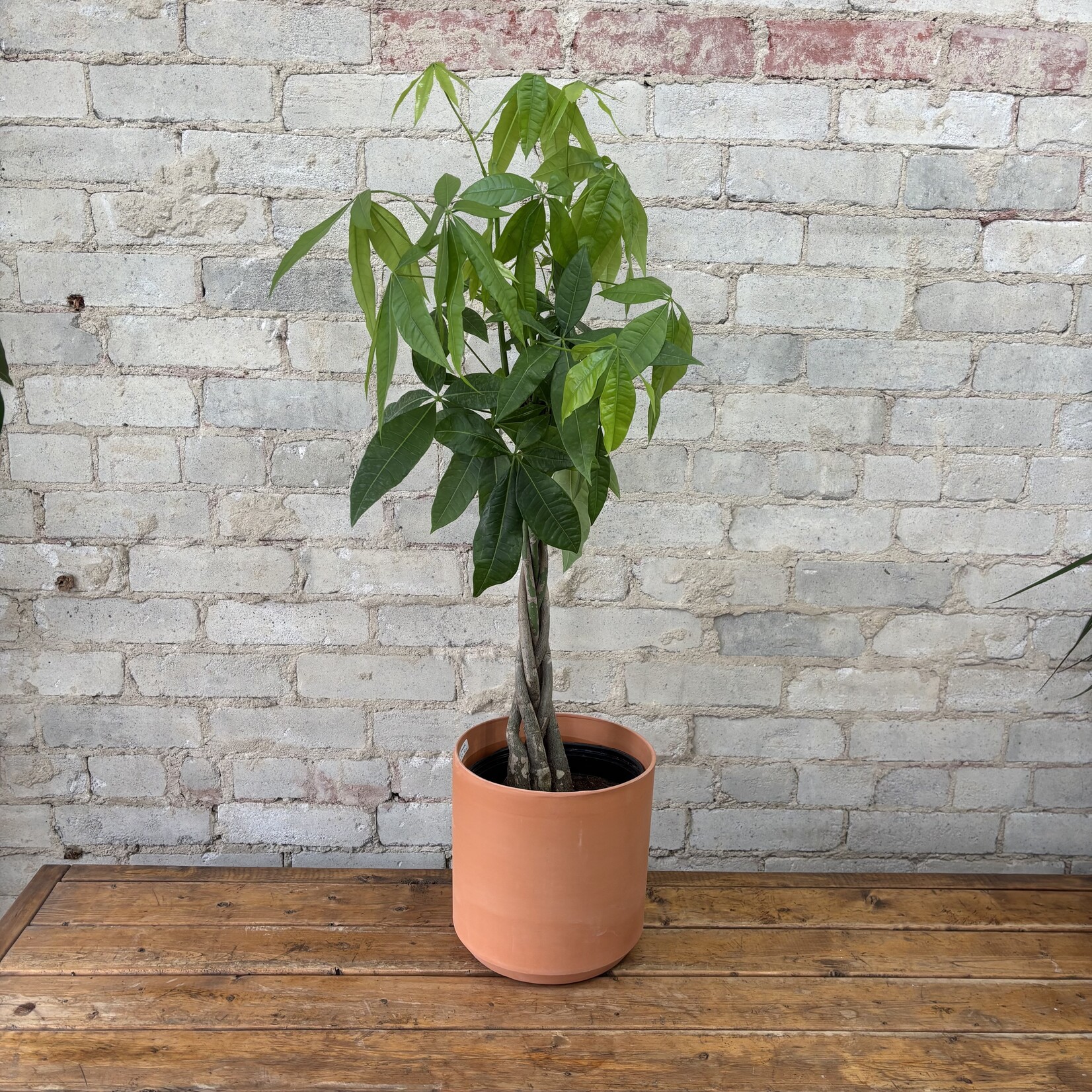 Pachira Aquatica - Money Tree 8"