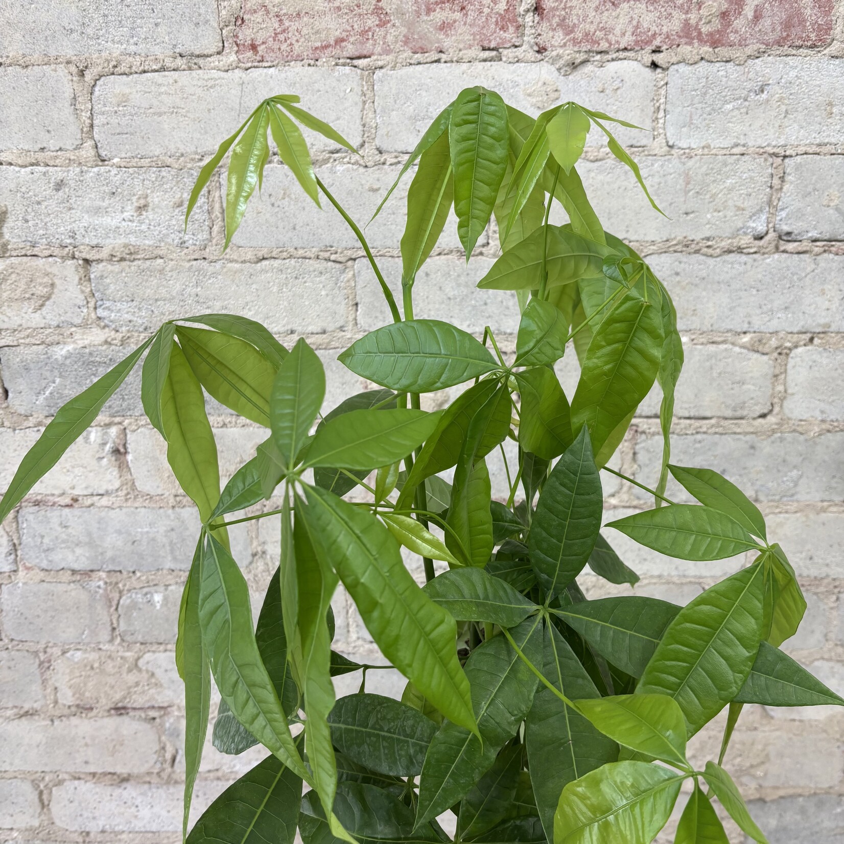 Pachira Aquatica - Money Tree 8"