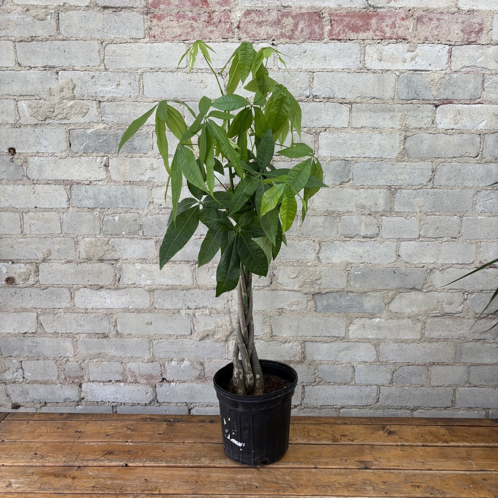 Pachira Aquatica - Money Tree 8"