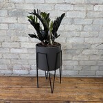 ZZ Plant Raven 8"