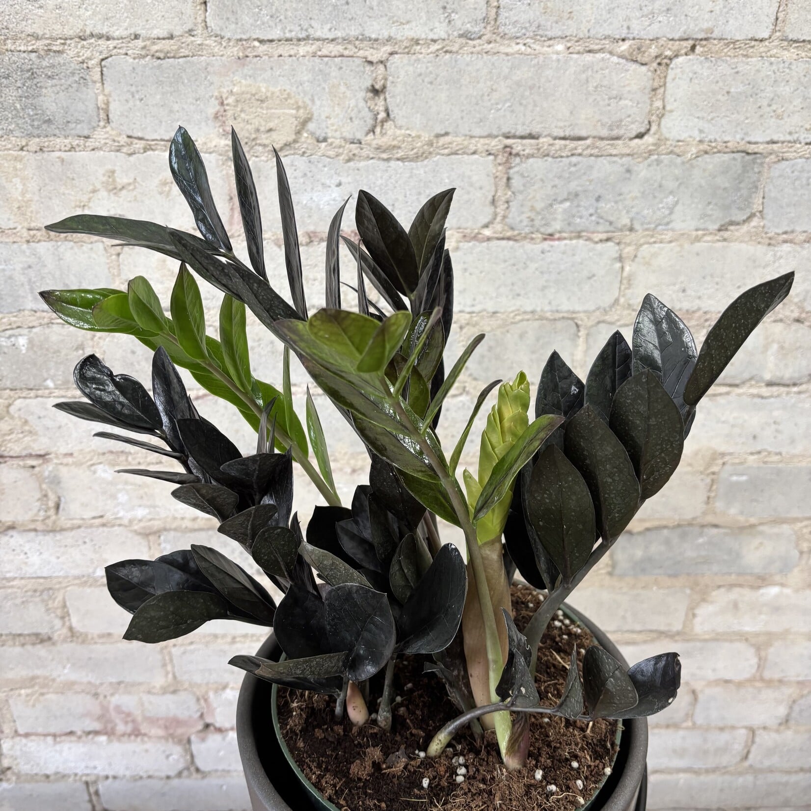 ZZ Plant Raven 8"