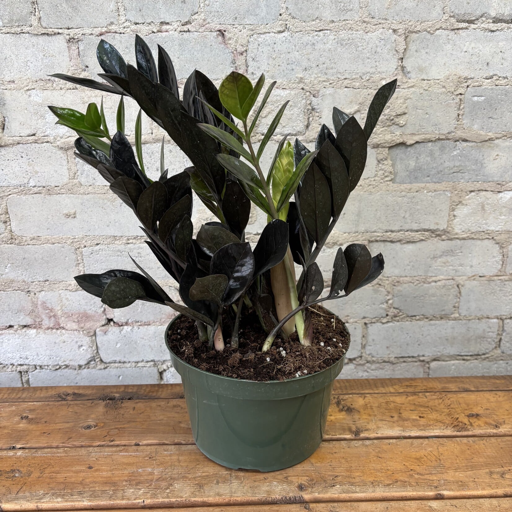 ZZ Plant Raven 8"