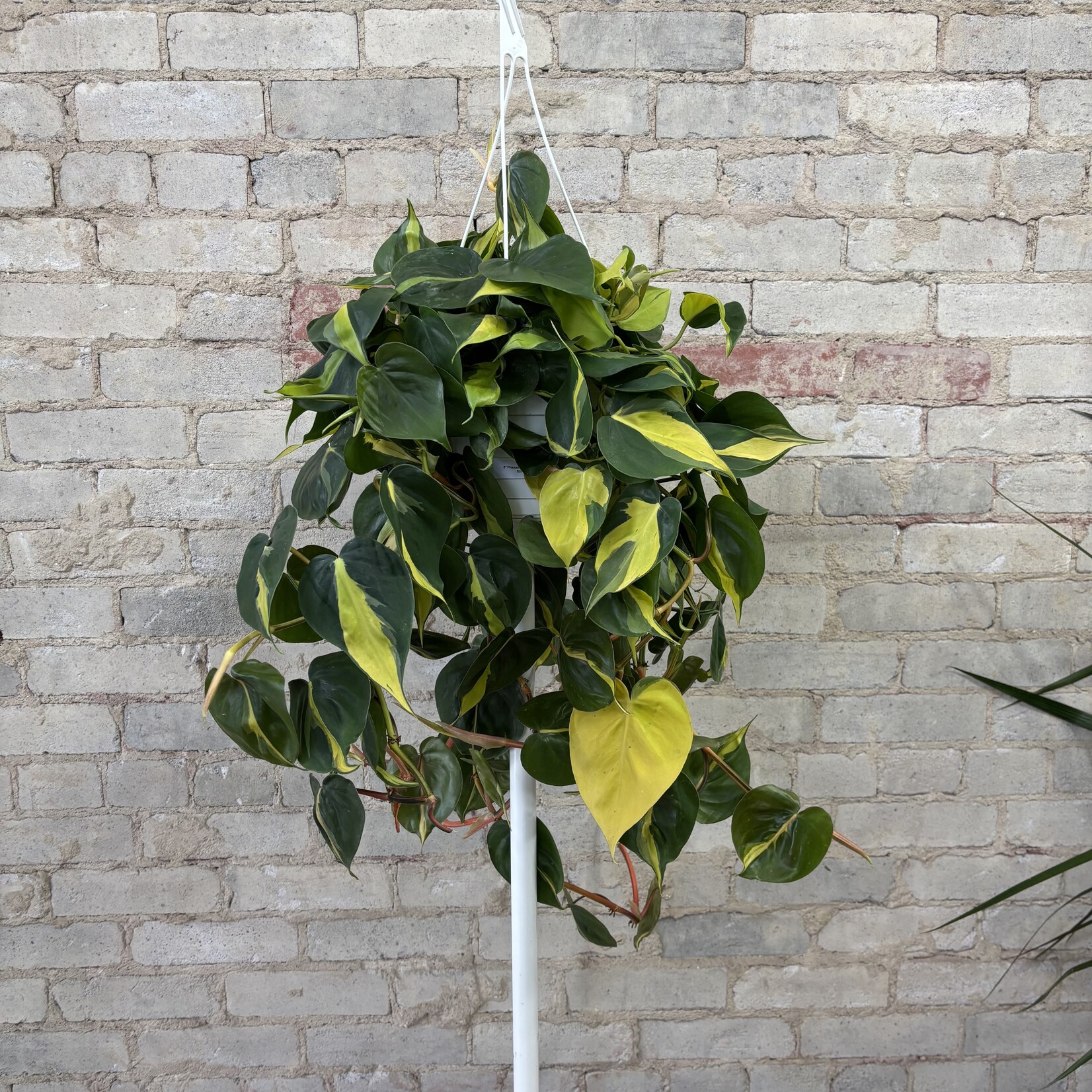 Philodendron Brazil 8" HB