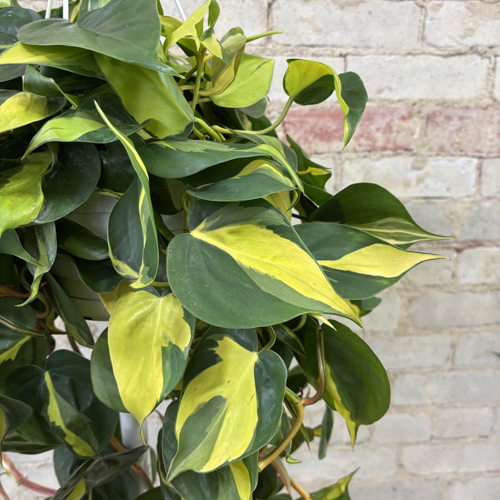 Philodendron Brazil 8" HB