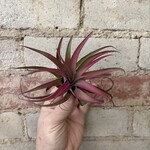 AirPlants: Tillandsia Capitata Fuschia
