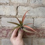 AirPlants: Tillandsia Capitata Peach