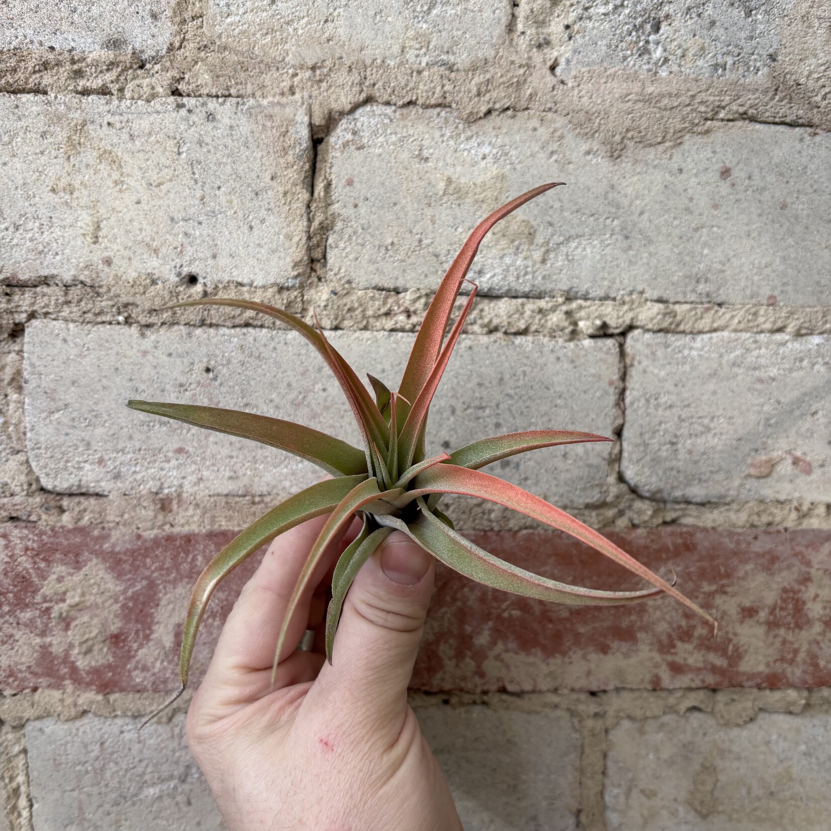 AirPlants: Tillandsia Capitata Peach