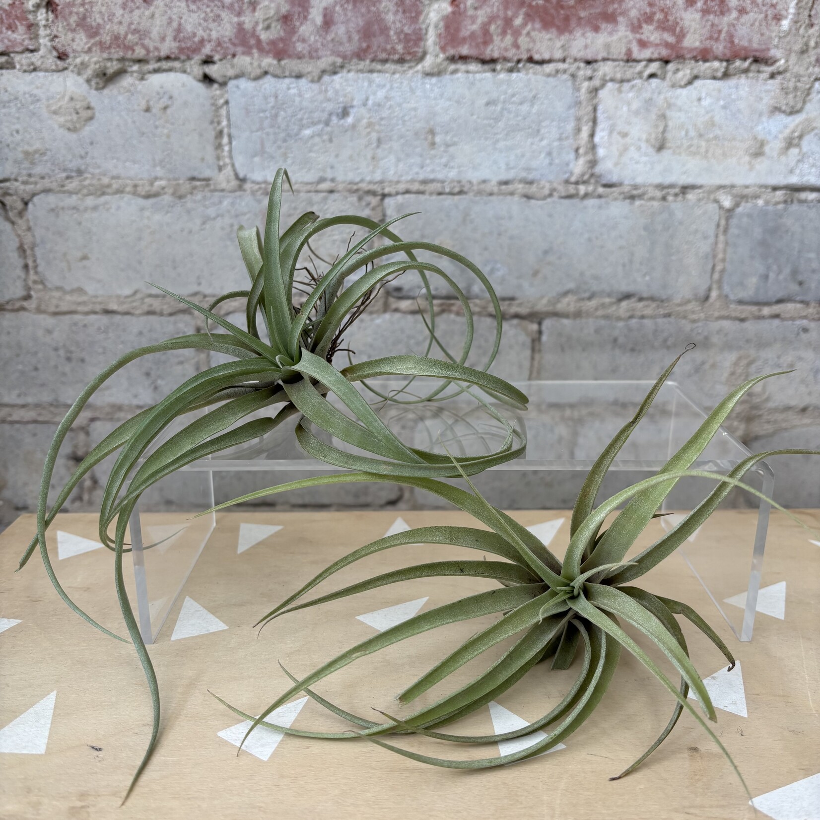 Airplants: Assorted Large