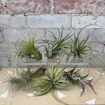 AirPlants: Assorted Medium