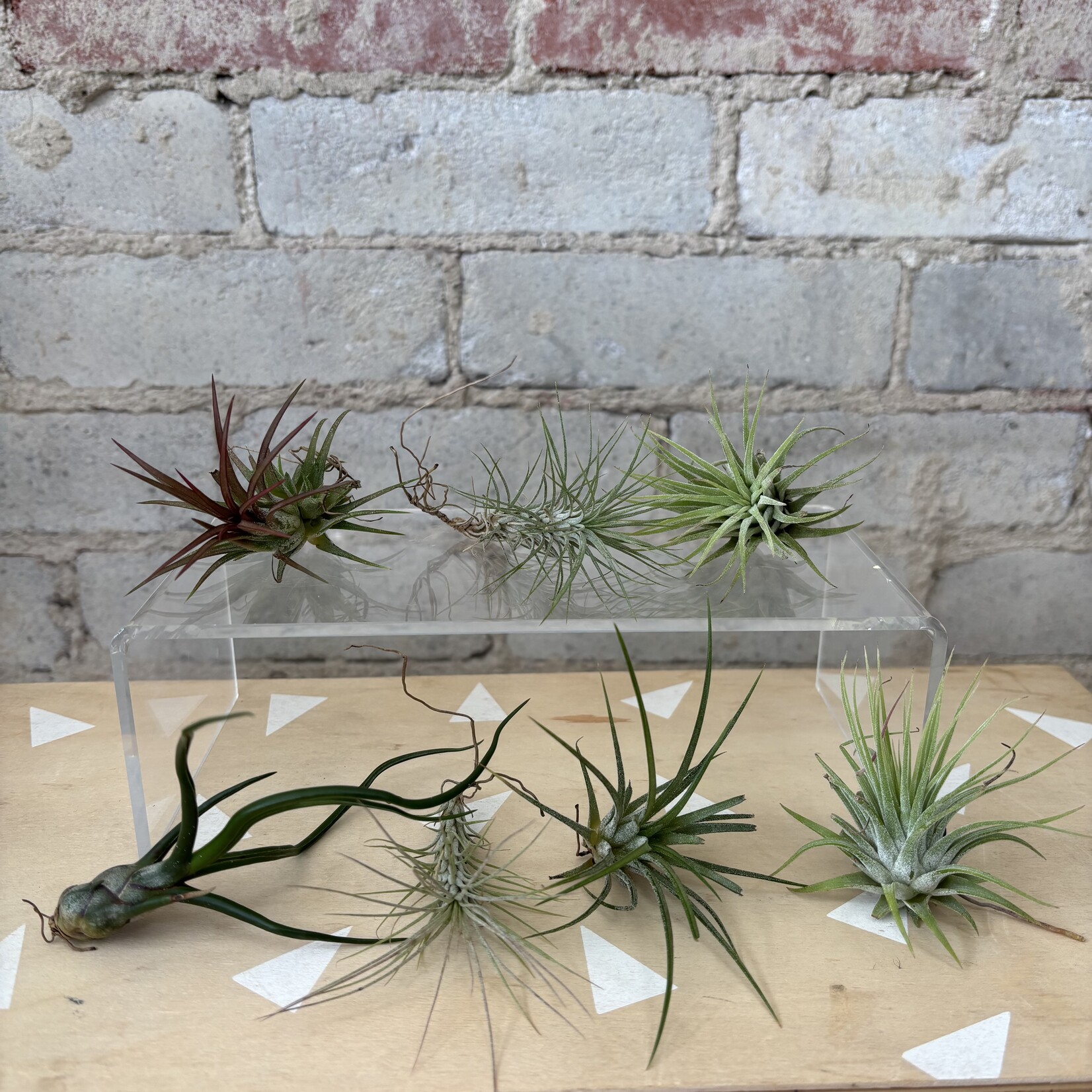 AirPlants: Assorted Small