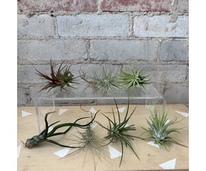 AirPlants: Assorted Small - Urban Gardener