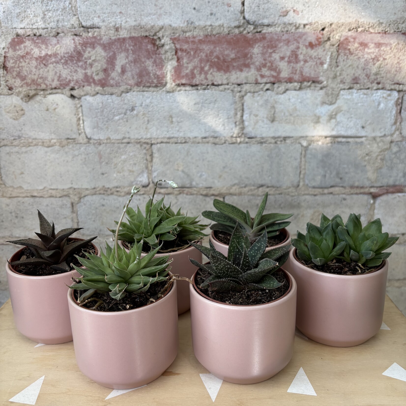 Assorted Gasteria 3"