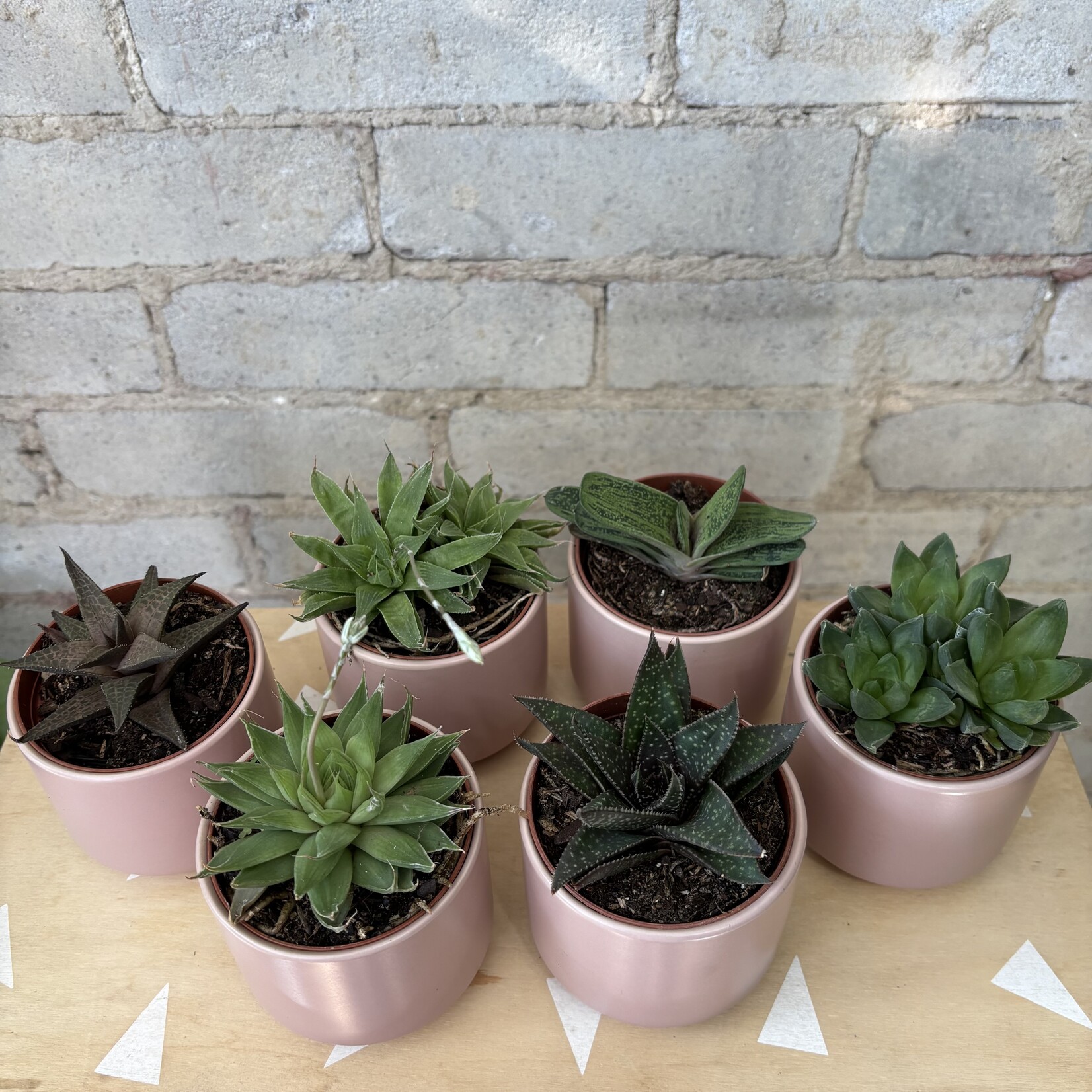 Assorted Gasteria 3"