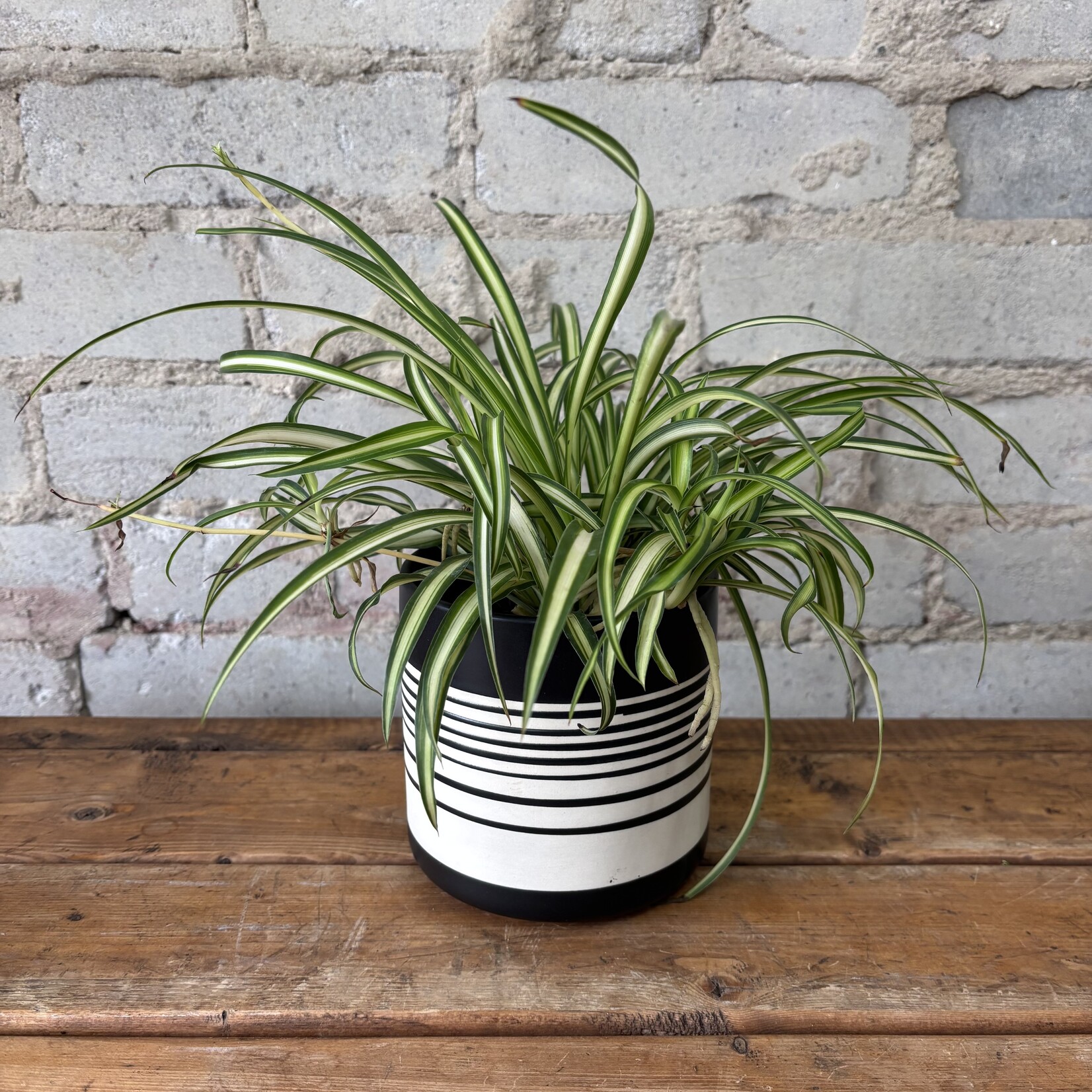 Spider Plant 4"