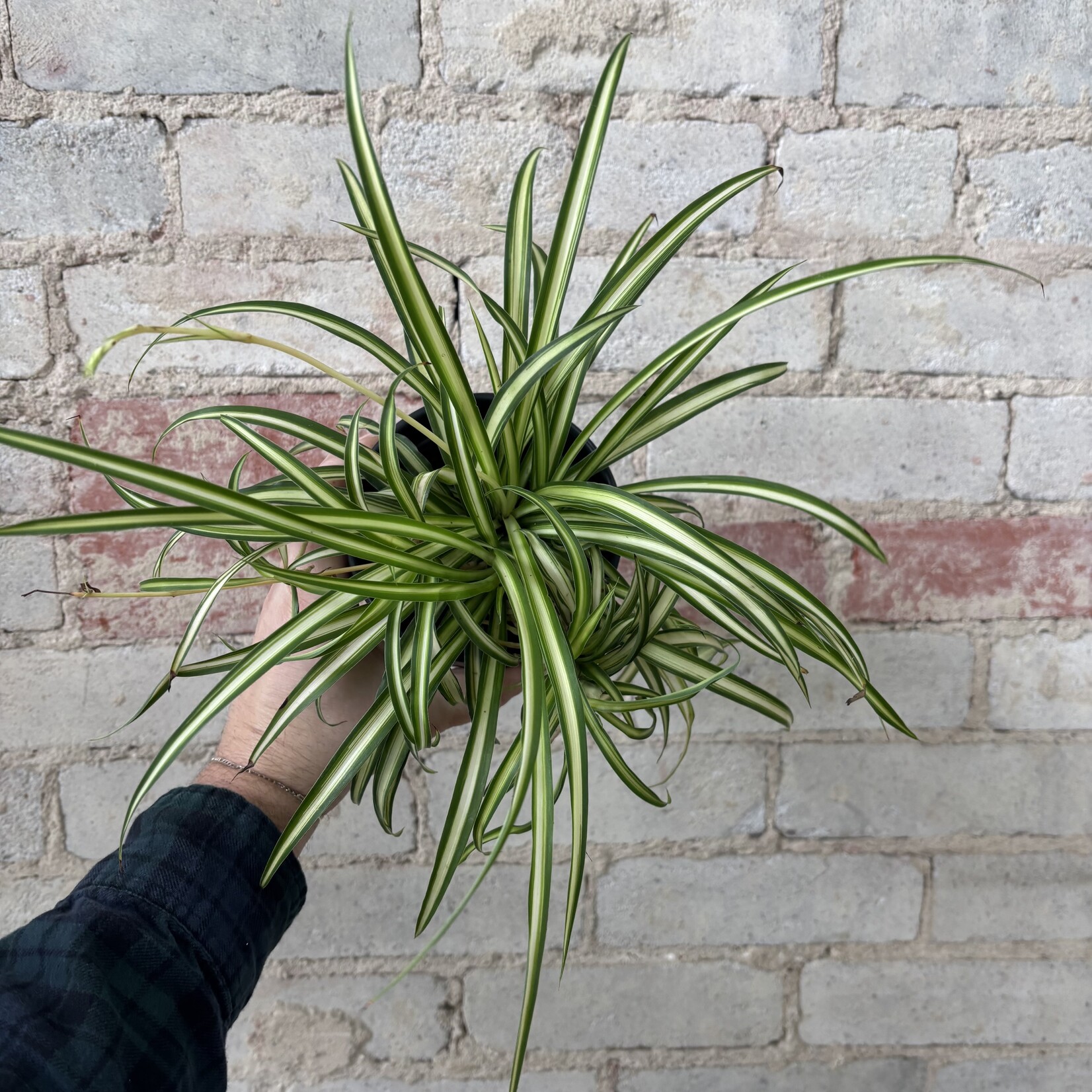 Spider Plant 4"