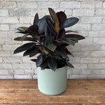 Ficus Elastica Burgundy Bush 8"