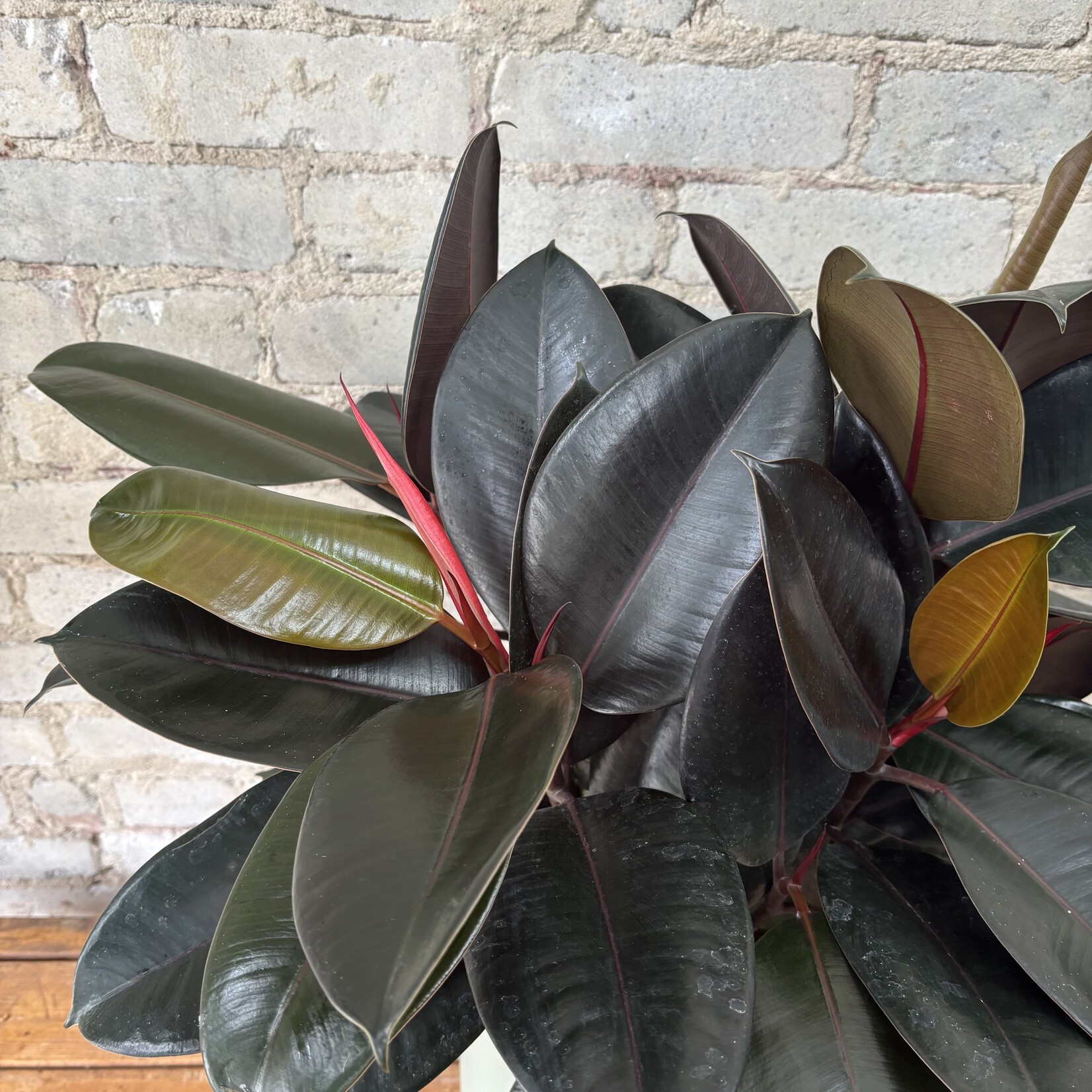 Ficus Elastica Burgundy Bush 8"