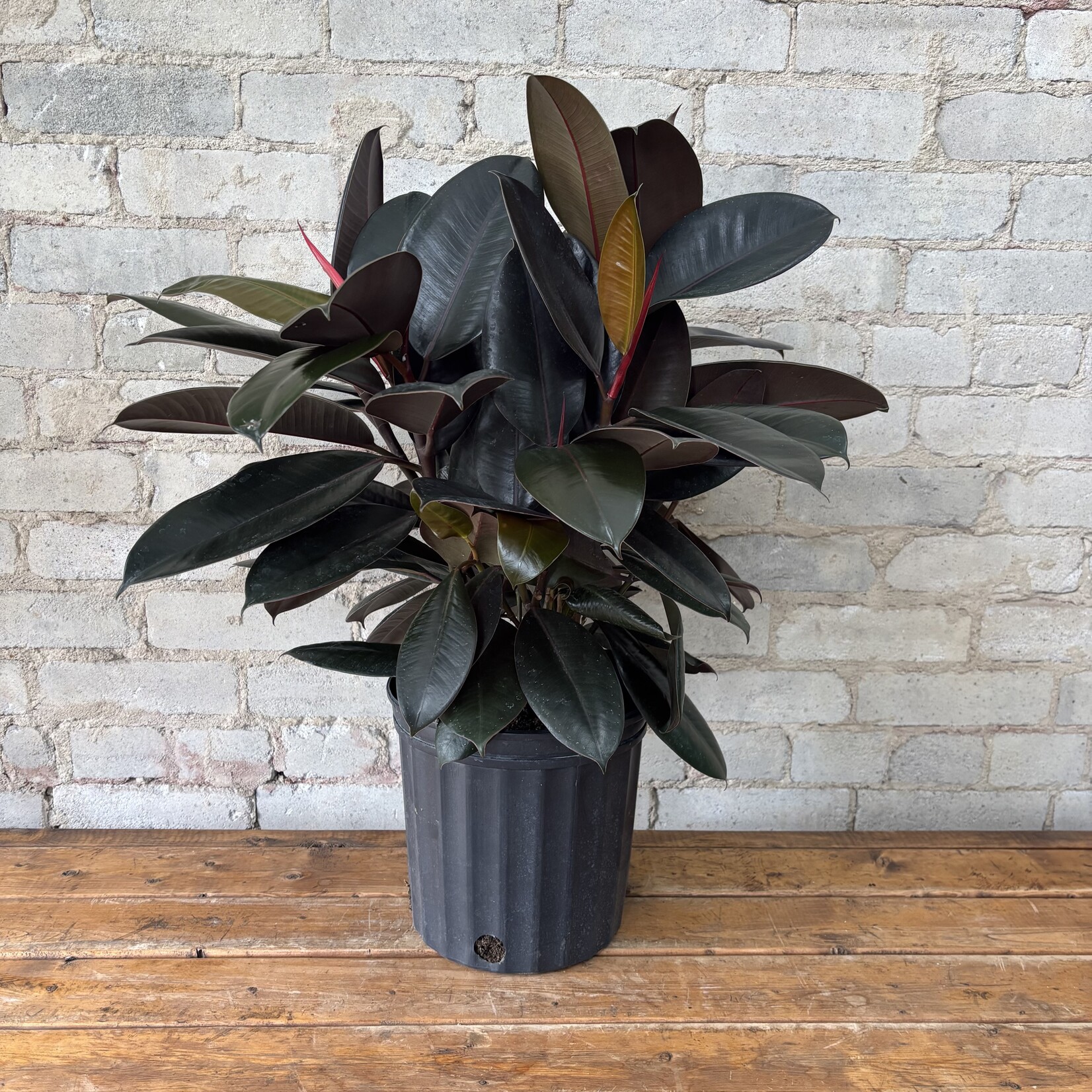 Ficus Elastica Burgundy Bush 8"