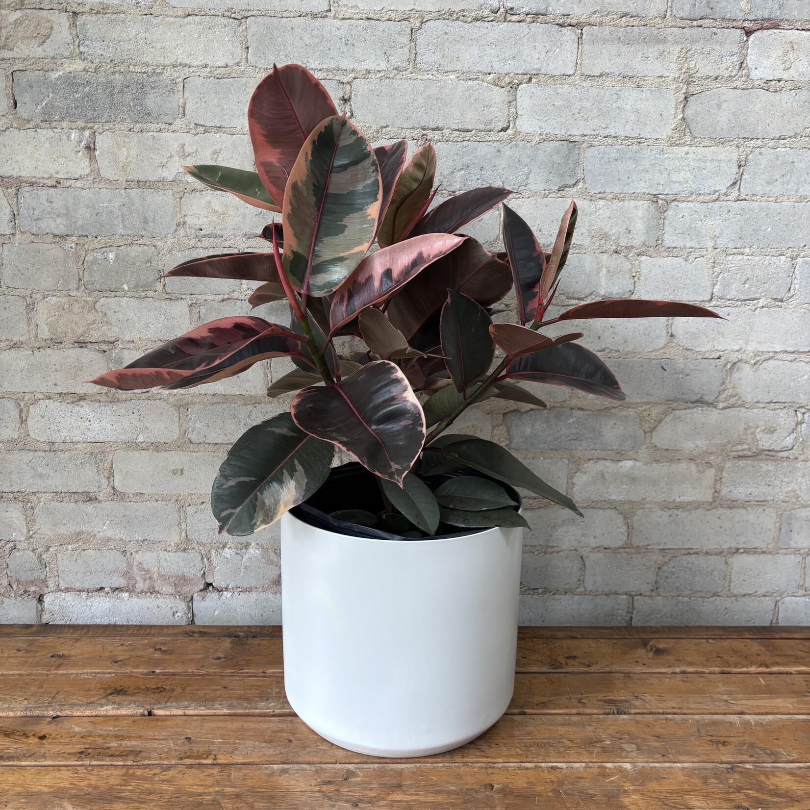 Ficus Elastica Ruby Red 10”
