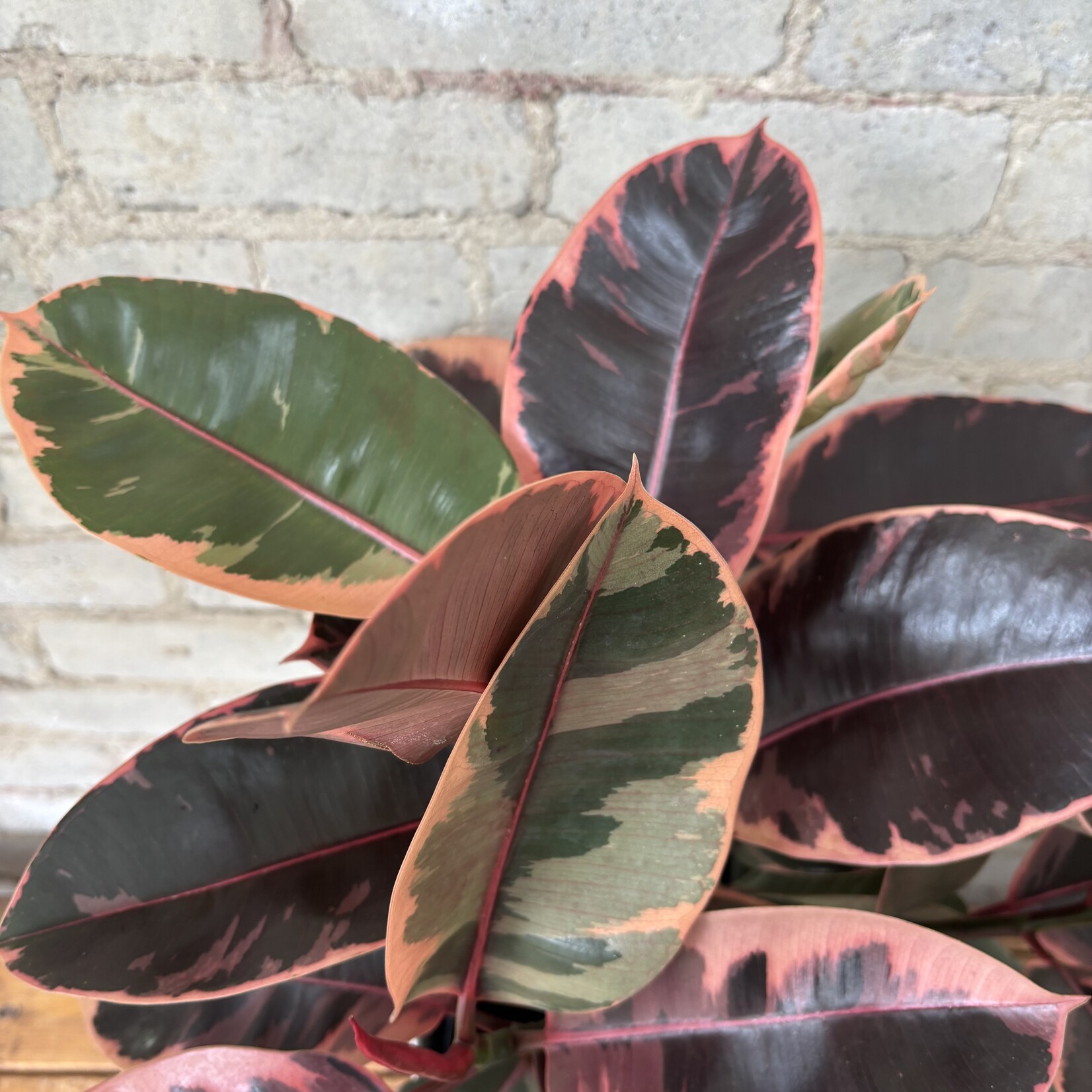 Ficus Elastica Ruby Red 10”