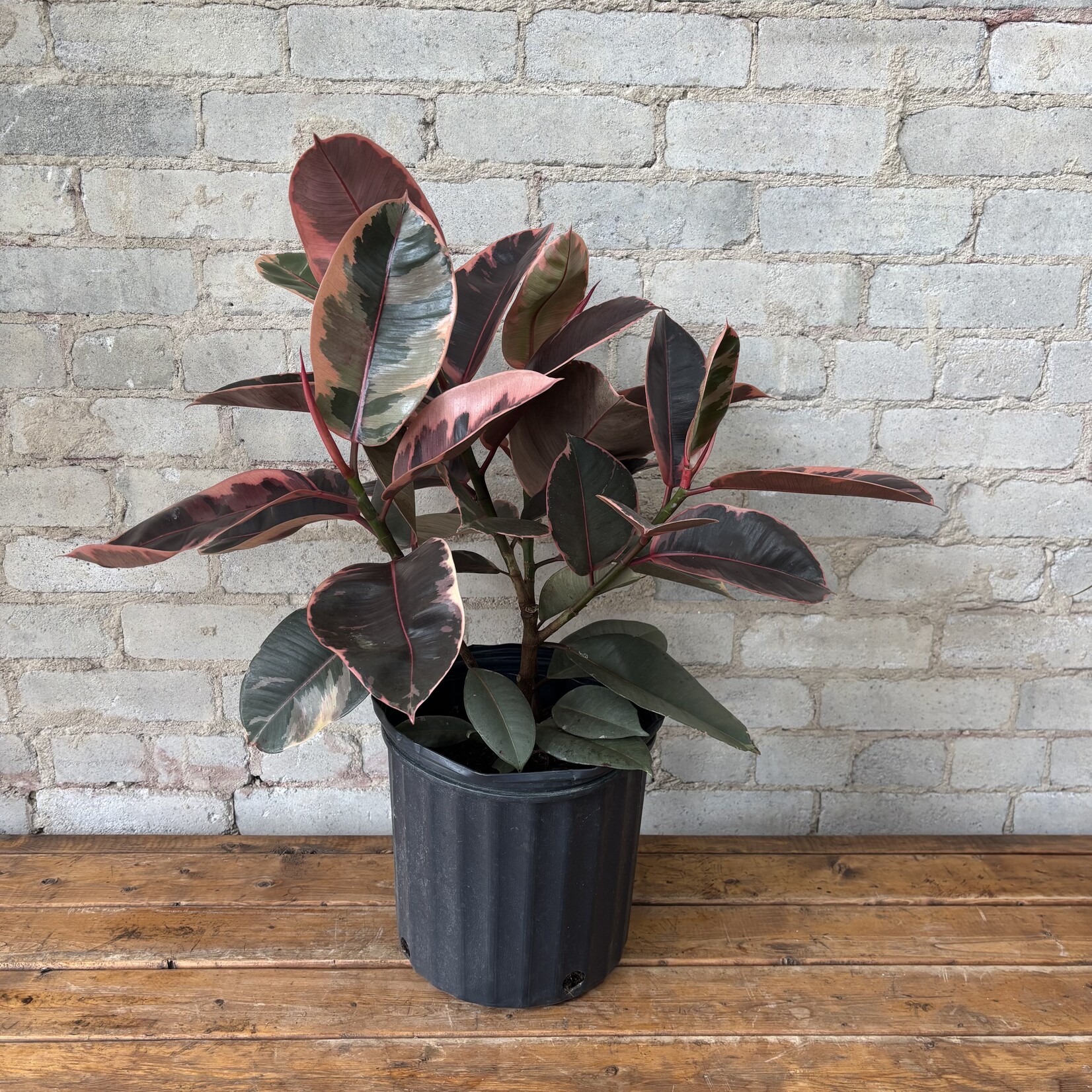 Ficus Elastica Ruby Red 10”