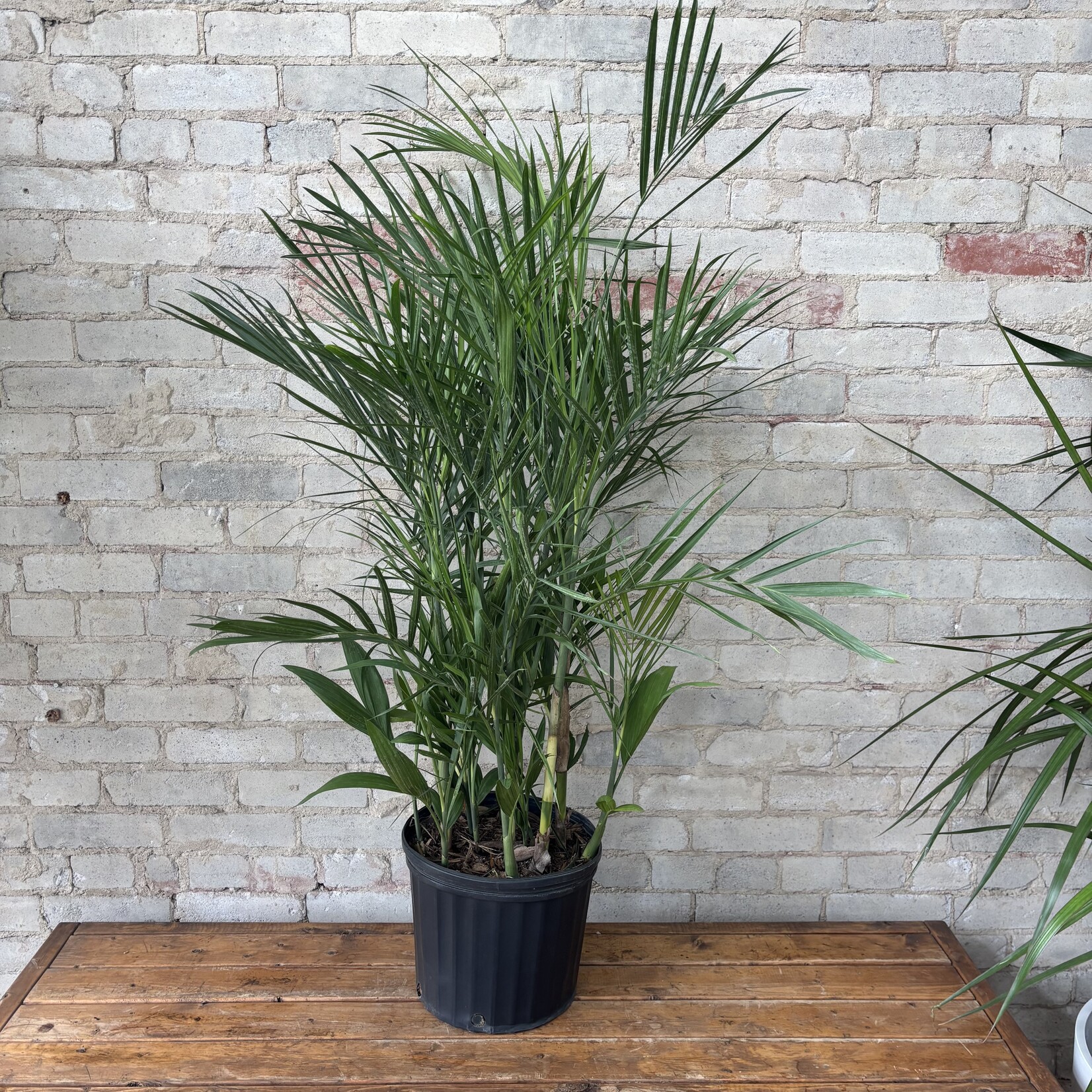 Seifrizzi Bamboo Palm 11" (4 - 5 ft tall)