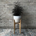 David & Rau Stands Lil' Mari Maple (David & Rau Stand for Tapered Pots)