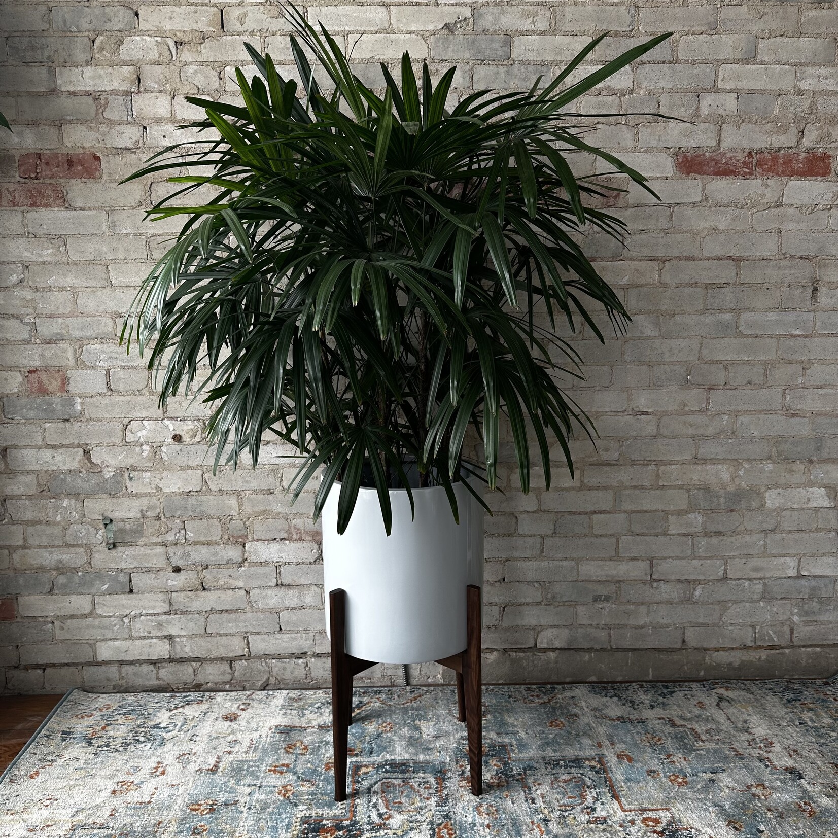 David & Rau Stands Big Cindy Walnut (David & Rau Stand for Cylinder Pots)