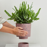 Browse All Small Plants