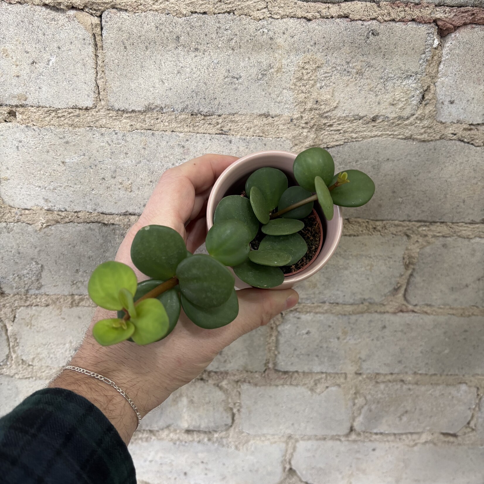 Peperomia Hope 2.5"