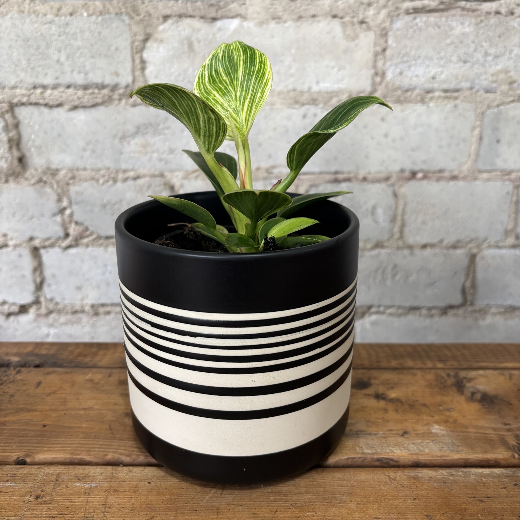 Philodendron Birkin 3.5"