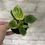 Philodendron Birkin 3.5"