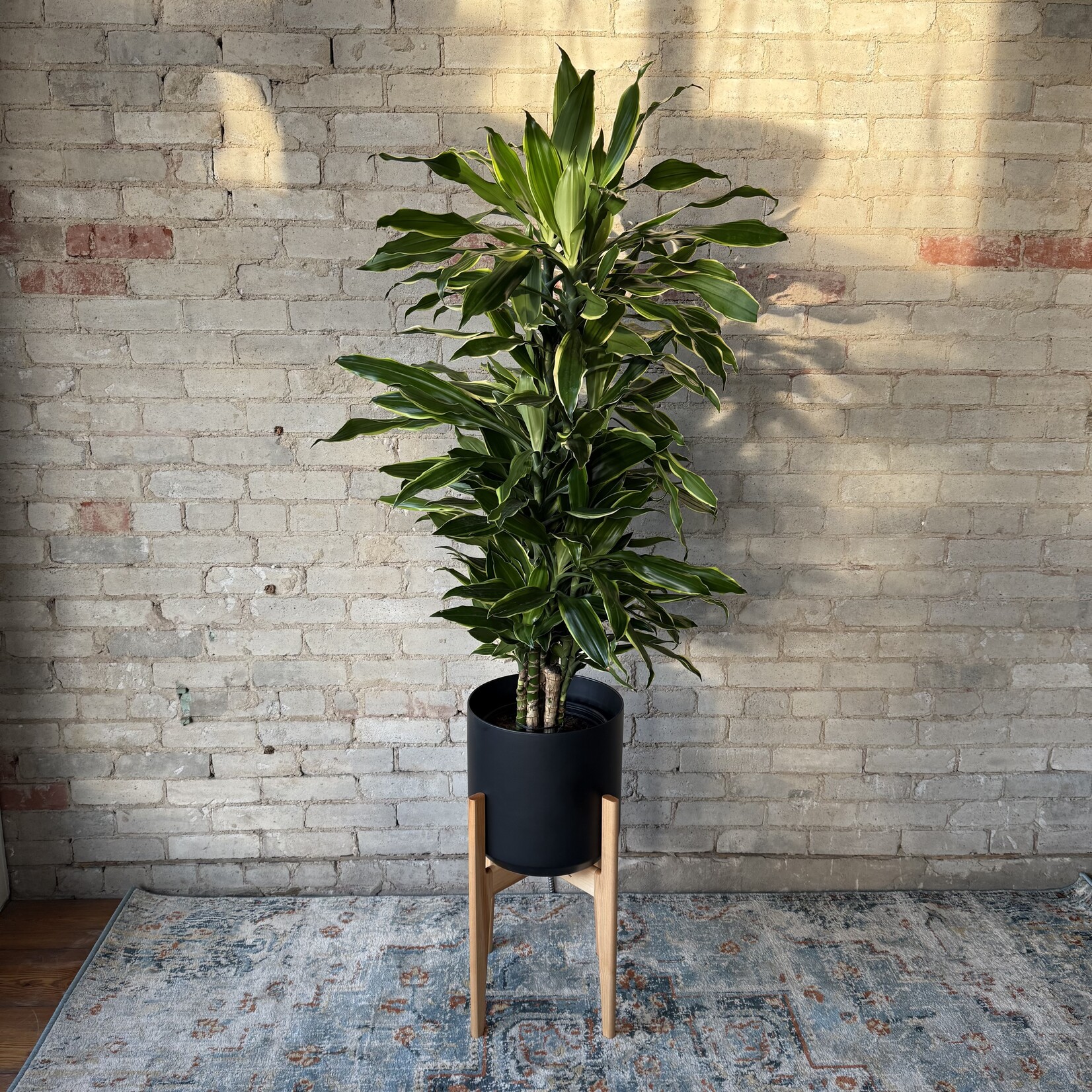 David & Rau Stands Lil' Cindy Maple (David & Rau Stand for Cylinder Pots)