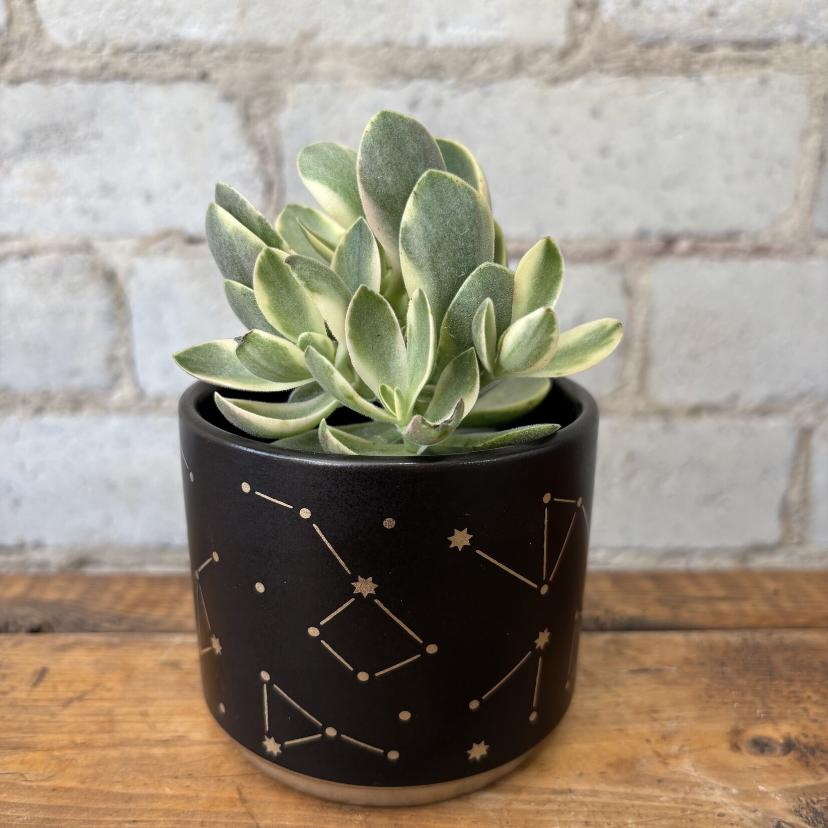 Variegated Jade (succulent) 2.5"