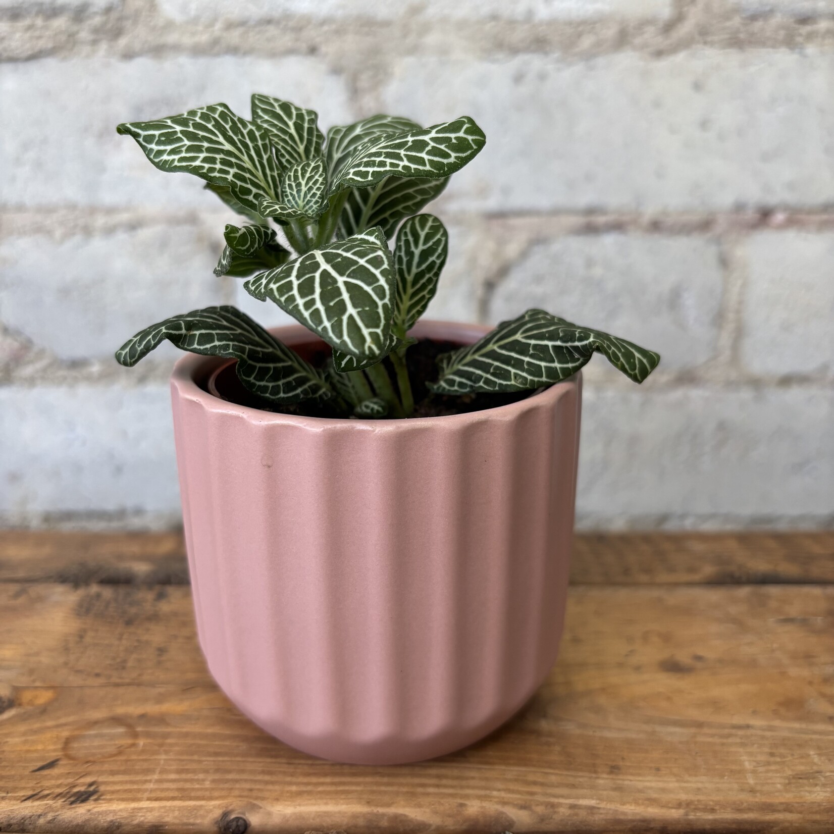 Fittonia White Anne 3"