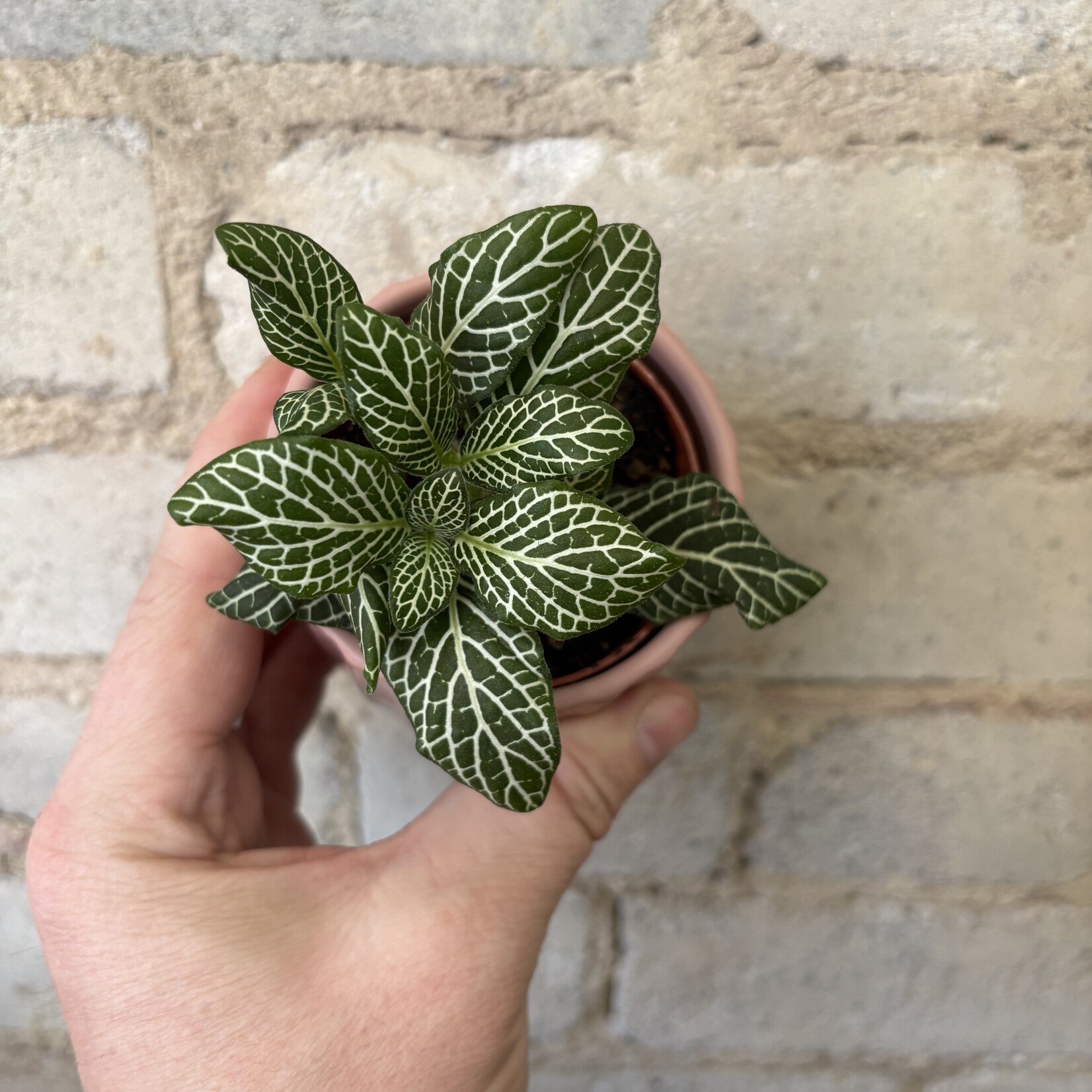 Fittonia White Anne 3"