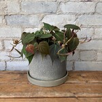 Philodendron Micans 6”