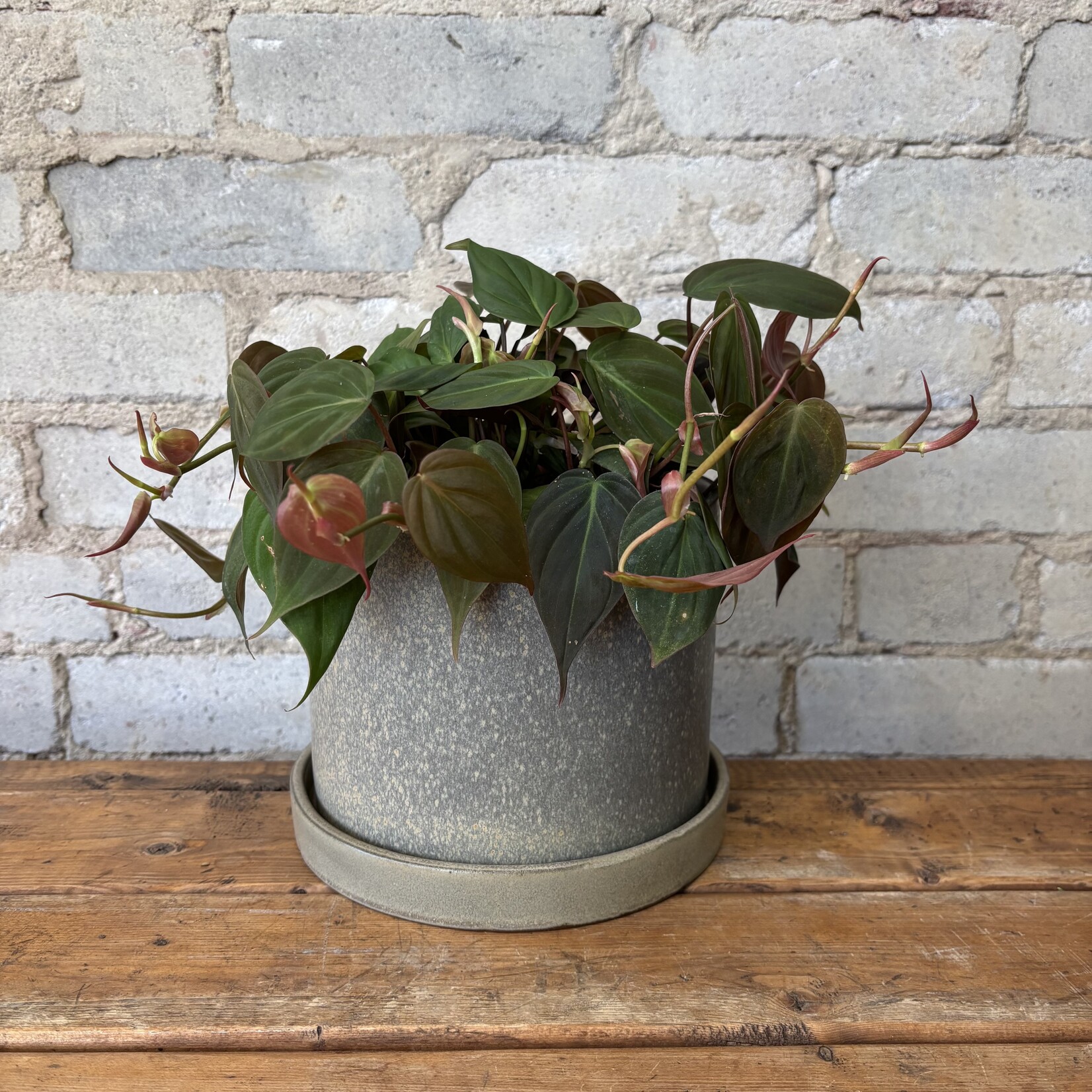 Philodendron Micans 6”