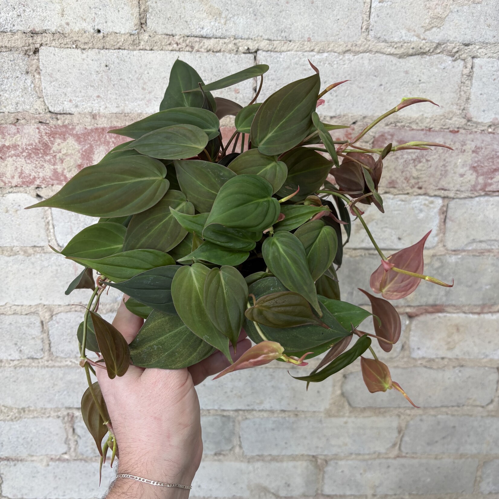 Philodendron Micans 6”