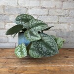 Scindapsus Silver Satin 6"